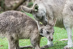 Joey: Forester Kangaroo mother grooming joey aged 8-10 months