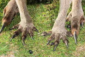 Kangaroos: Forester Kangaroo showing powerful arm and leg claws