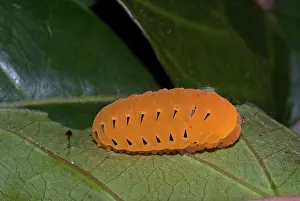 Larvae: Forester Moth caterpillar