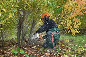 Forester: Forester / Tree Surgeon