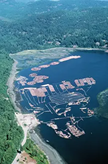 Quay: FORESTRY - Log sorting