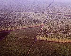 Primary: FORESTRY - Pine, Primary Industry: Foestry