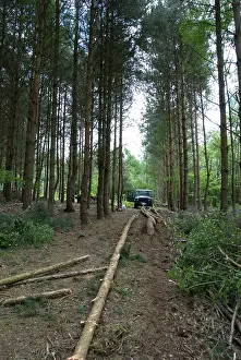 Corsican: Forestry - Scots and Corsican Pine Trees - felled