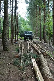 Corsican: Forestry - Scots and Corsican Pine Trees - felled