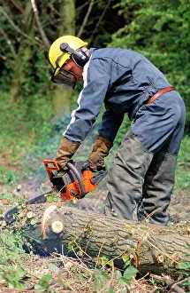 Logging: Forestry Worker - using chainsaw