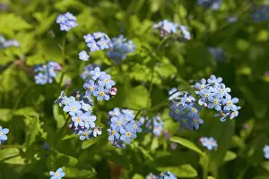 Myosotis: Forget-me-not