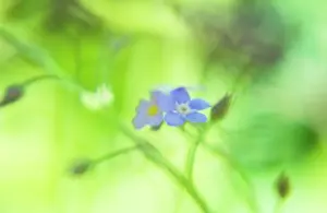 Myosotis: Forget-me-not