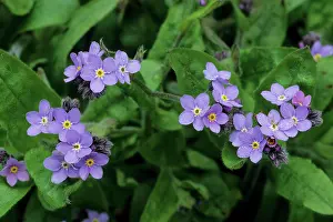 Forget: Forget-me-not
