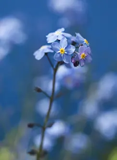 Myosotis: Forget-me-not