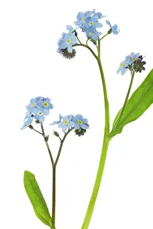 Myosotis: Forget-me-not