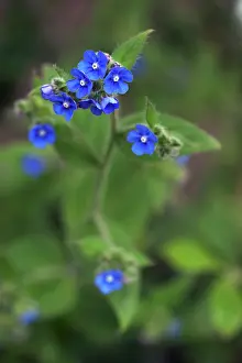 Myosotis: Forget-me-not