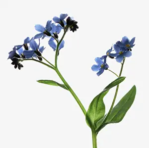 Myosotis: Forget-me-not