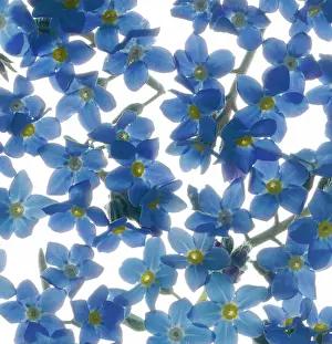 Myosotis: Forget-me-not