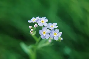 Myosotis: Forget-me-not