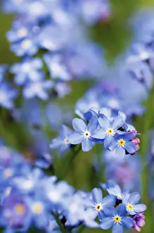 Myosotis: Forget-me-not