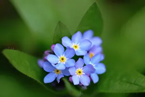 Myosotis: Forget-me-not