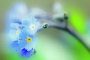 Myosotis: Forget-me-not