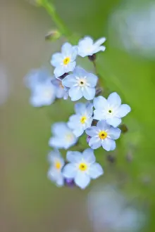 Myosotis: Forget-me-not