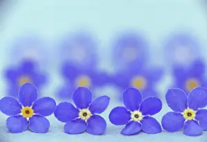 Myosotis: Forget-me-not