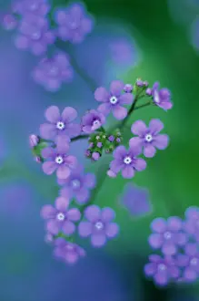 Myosotis: Forget-me-not