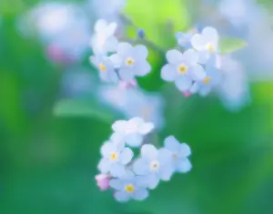 Myosotis: Forget-me-not