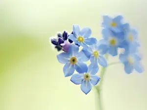 Myosotis: Forget-me-not