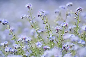 Myosotis: Forget-me-not