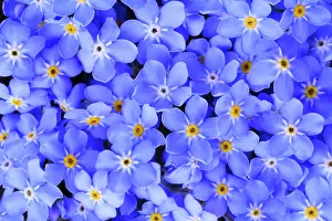 Myosotis: Forget-me-not