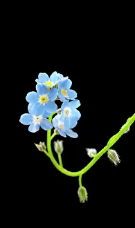Supple: Forget-me-not