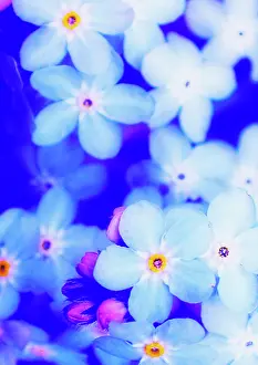 Nanum: Forget-me-not