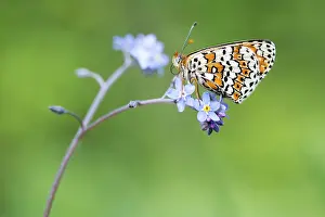 Myosotis: Forget-me-not