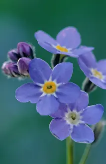 Myosotis: Forget-me-not
