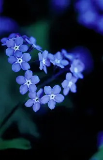 Myosotis: Forget-me-not
