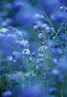 Imaginary: Forget-me-not