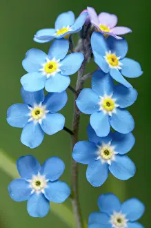 Myosotis: Forget-Me-Not - Close-up on the flowers