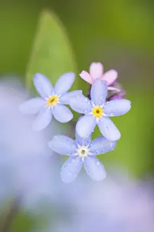 Myosotis: Forget-me-Not Flowers