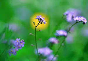 Myosotis: Forget-me-not - flowers