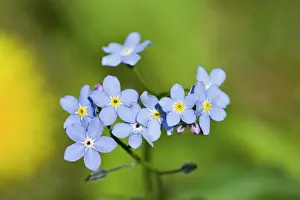 Myosotis: Forget-me-Not flowers - closeup