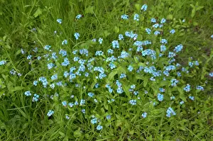 Myosotis: Forget-Me-Not - Flowers in grass