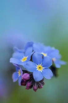 Cool: Forget-me-not, Myosotis arvensis, Blue subject
