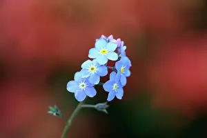 Myosotis: Forget-me-not, Myosotis arvensis, Blue subject