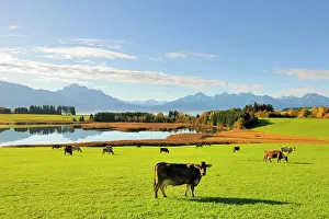 Ostallgaeu: Forggensee lake near Fuessen, Ostallgaeu, Allgaeu