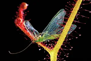 Sundew: Fork-leaved Sundew - with trapped Green Lacewing