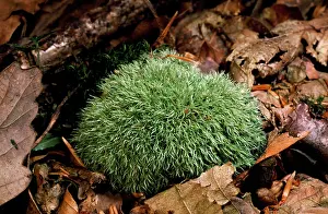 Glaucum: FORK MOSS