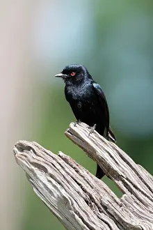 Passeriforme: Fork-tailed Drongo (Dicrurus adsimilis) on a branch