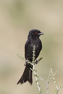 Drongo: Fork-Tailed Drongo - Kalahari Desert, Kgalagadi