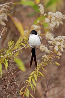 Tyrannus: Fork-tailed Flycatcher