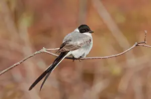 Tyrannus: Fork-tailed Flycatcher
