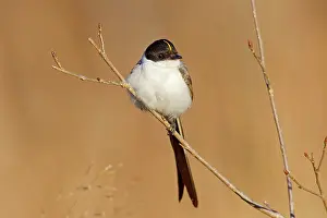 Tyrannus: Fork-tailed Flycatcher