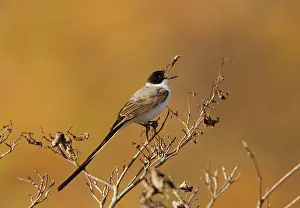 Tyrannus: Fork-tailed Flycatcher - feeding